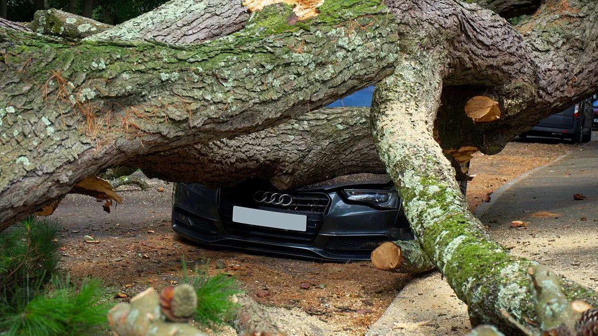 Voiture écrasée par un arbre tombé